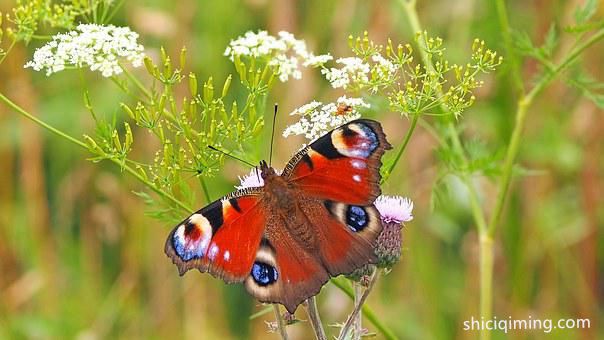 peacock-butterfly-1526939__340
